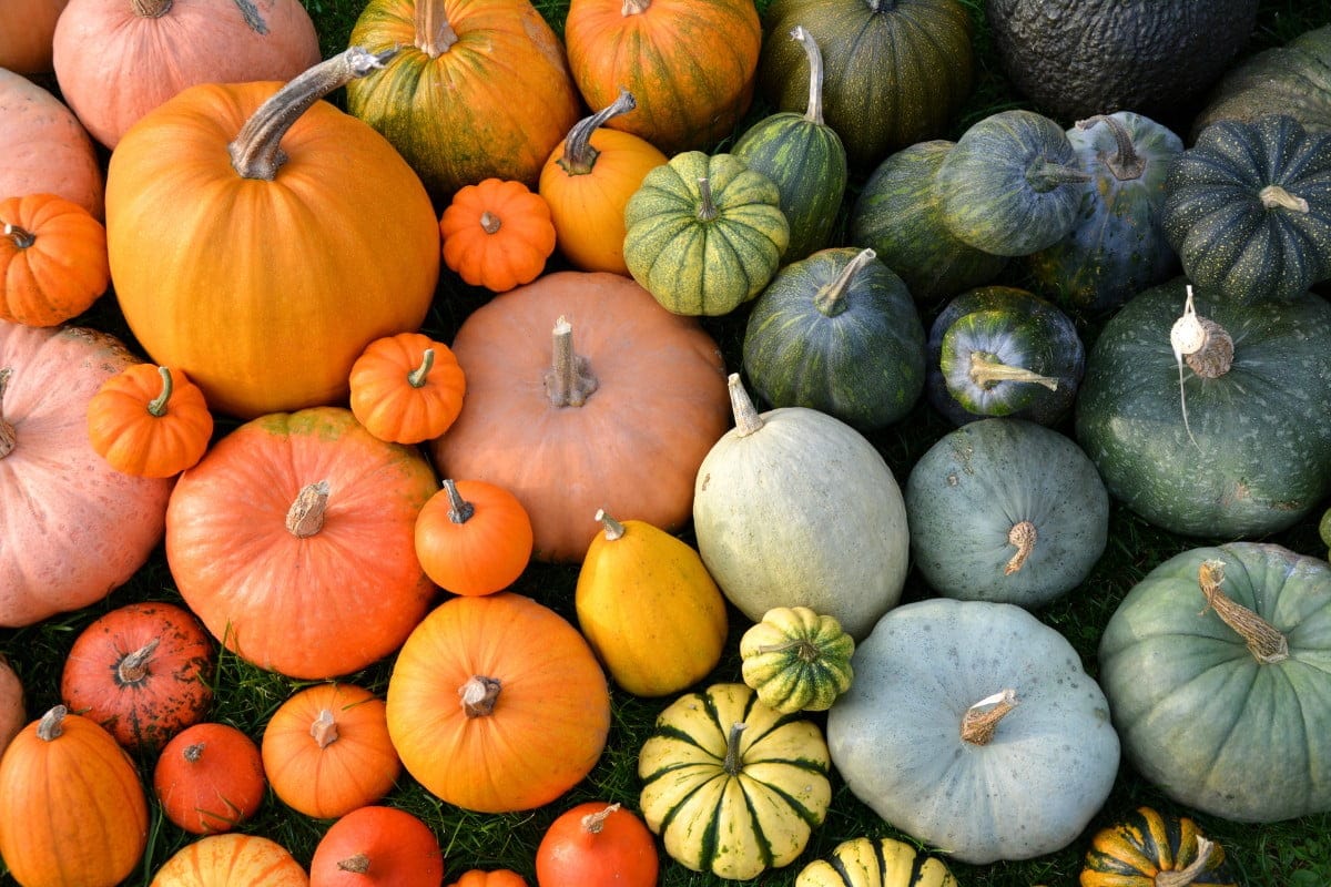 Multi-colored pumpkins and squash.